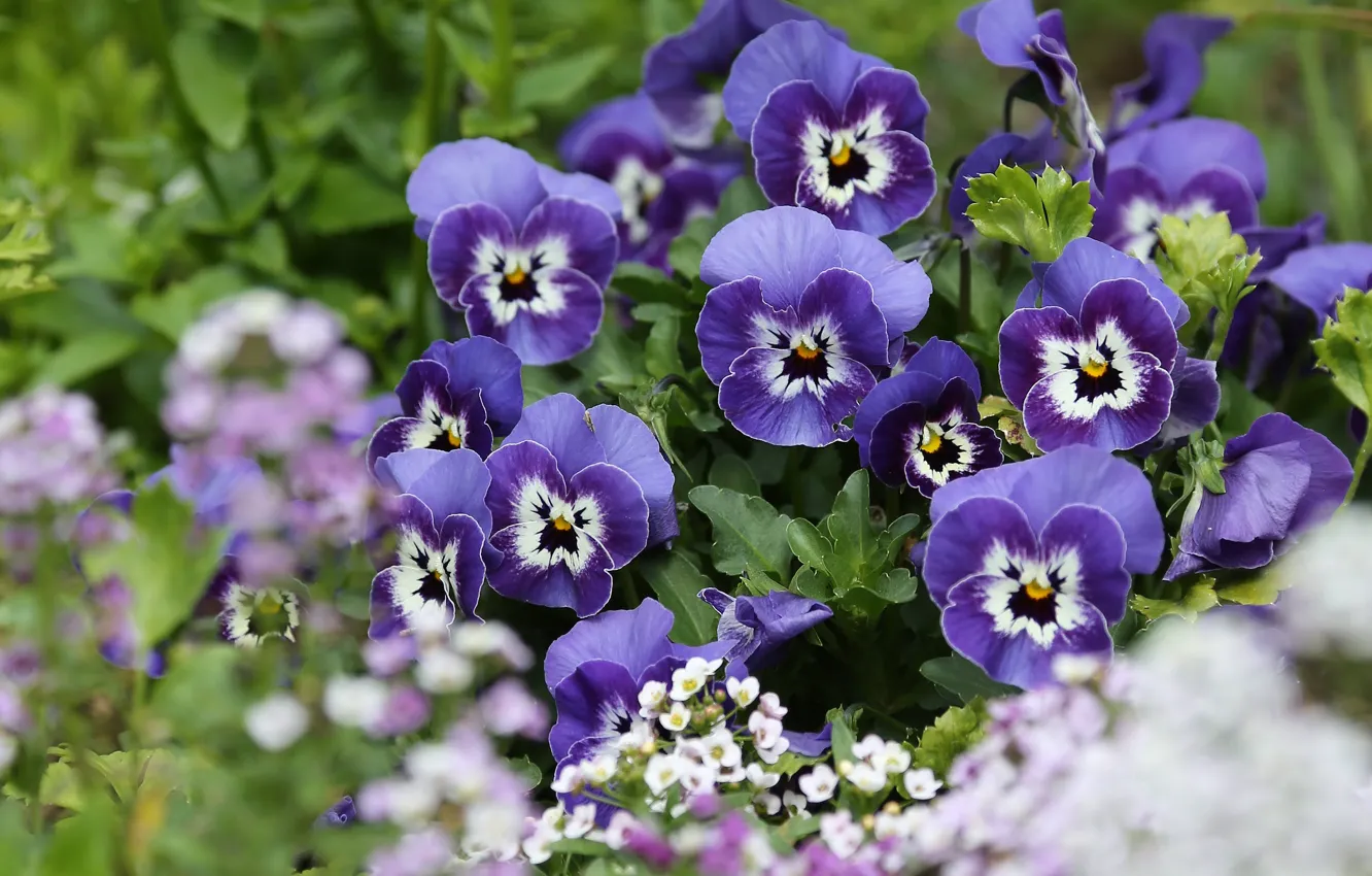 Photo wallpaper Pansy, flowerbed, viola