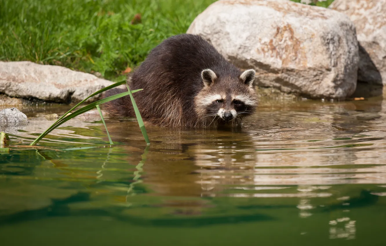 Photo wallpaper stone, bathing, raccoon, pond
