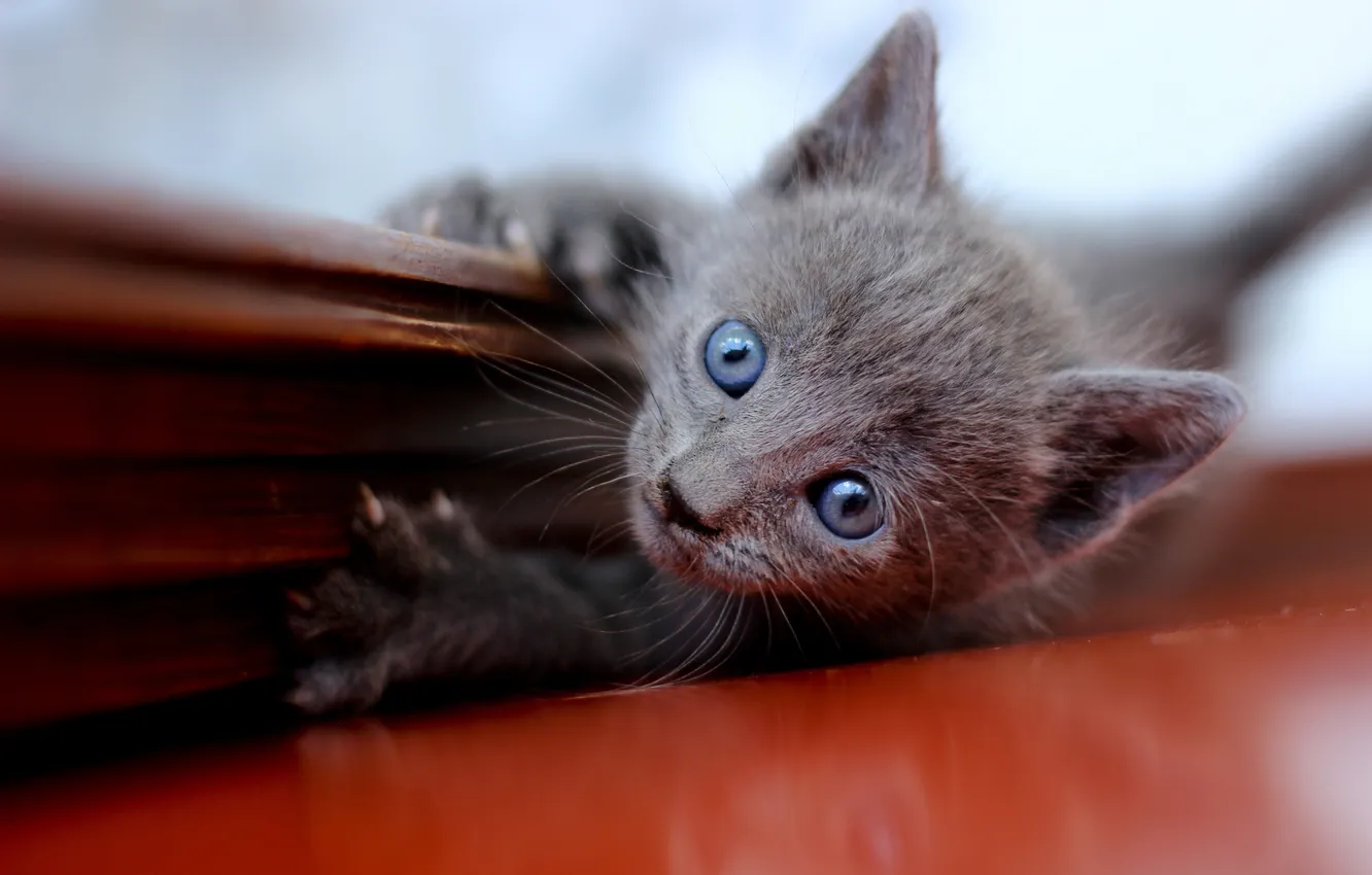 Photo wallpaper kitty, grey, blue-eyed