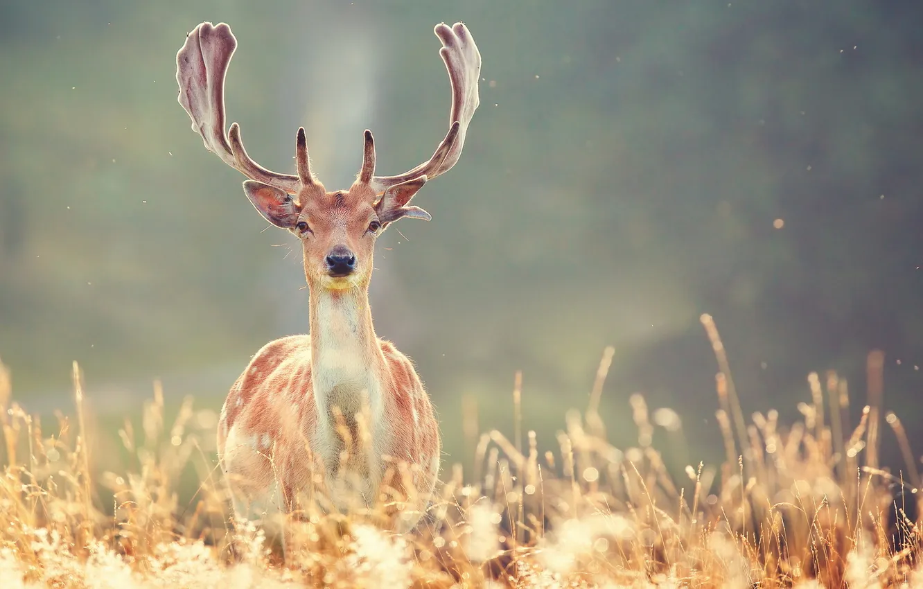 Photo wallpaper winter, nature, deer