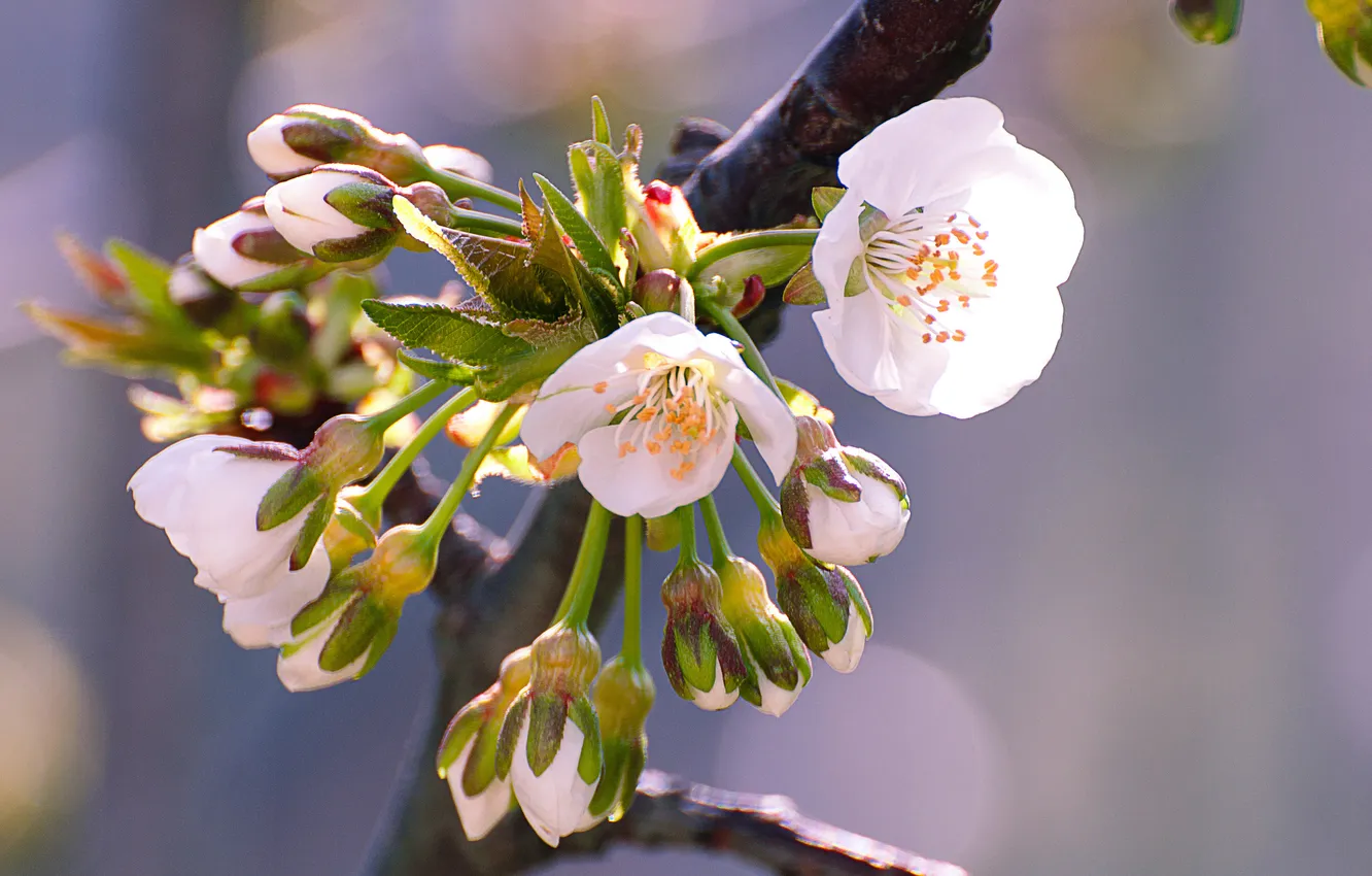 Photo wallpaper flowers, branches, cherry, spring