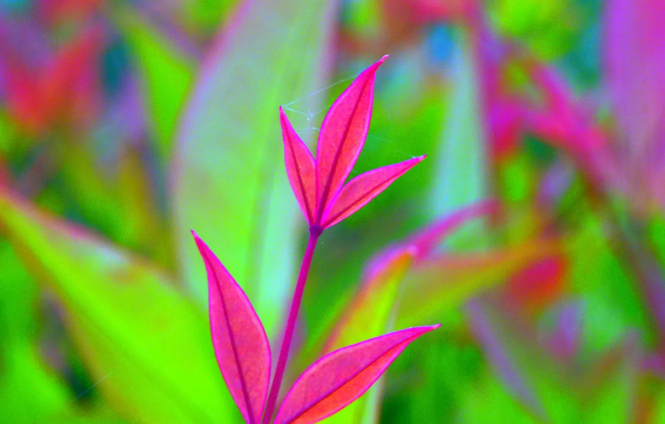 Photo wallpaper leaves, plant, color, web, branch