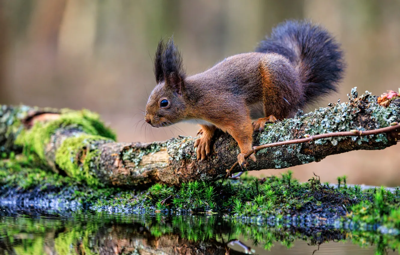 Photo wallpaper protein, rodent, queer