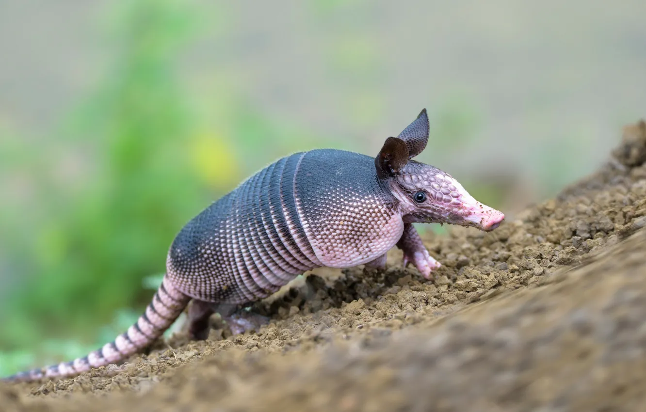 Photo wallpaper background, baby, slide, cub, battleship