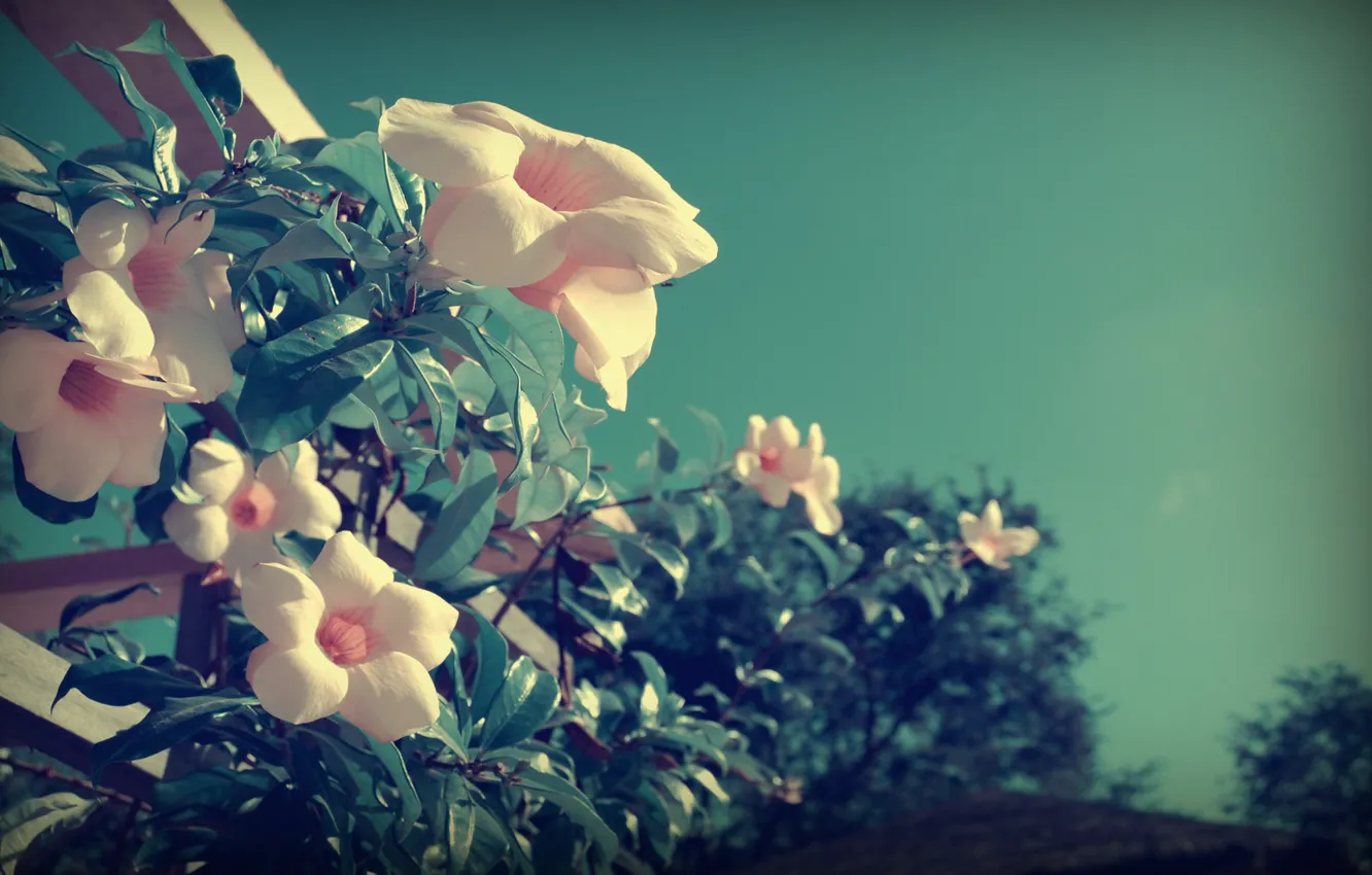 Photo wallpaper leaves, flowers, plant