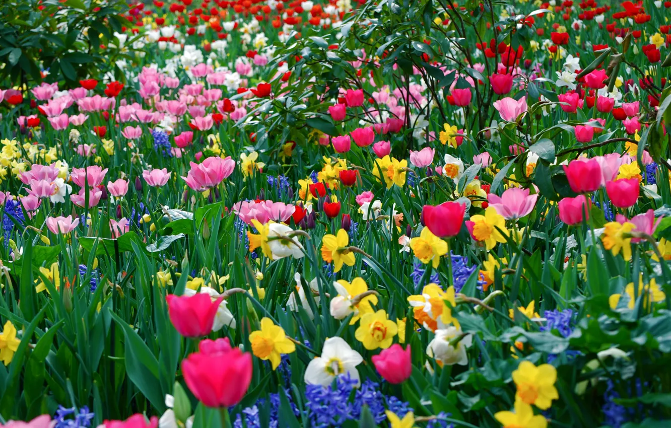 Photo wallpaper flowers, spring, different, a lot, spring Wallpaper