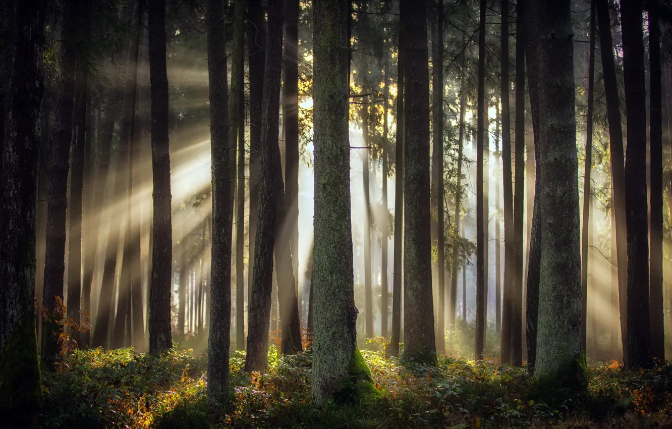 Photo wallpaper autumn, forest, light