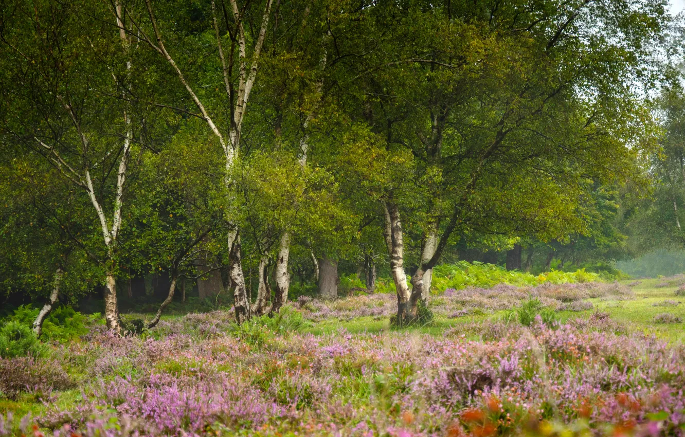 Photo wallpaper summer, nature, birch