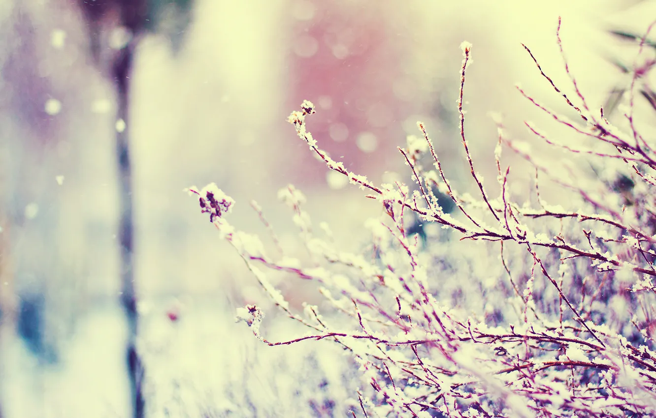 Photo wallpaper winter, macro, snow, branches, glare, vanilla