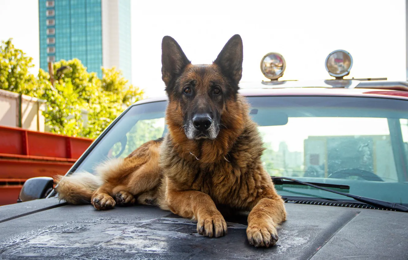 Photo wallpaper machine, dog, the series, dog, shepherd