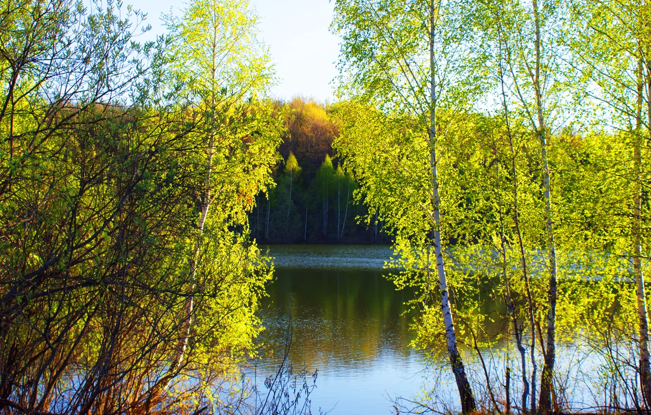 Photo wallpaper trees, nature, lake, spring