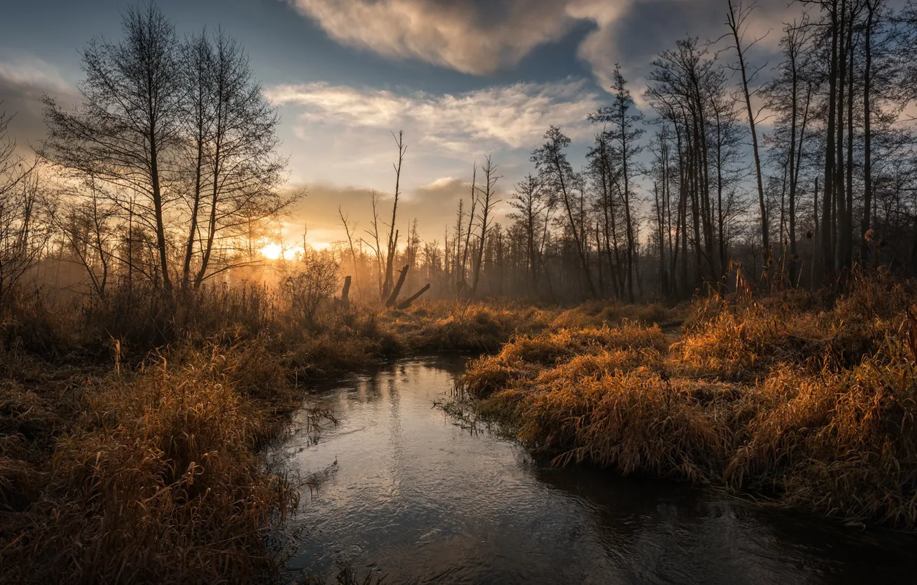 Photo wallpaper lake, pond, thickets, shore