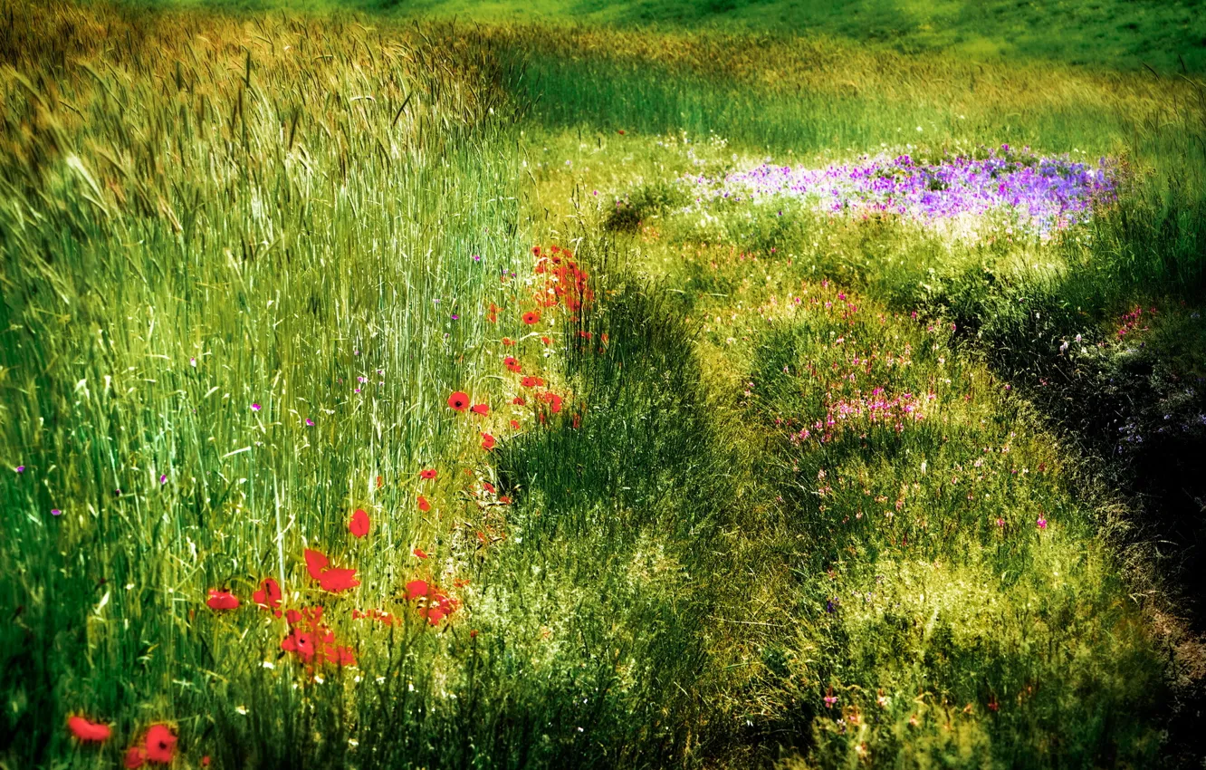 Photo wallpaper field, summer, nature