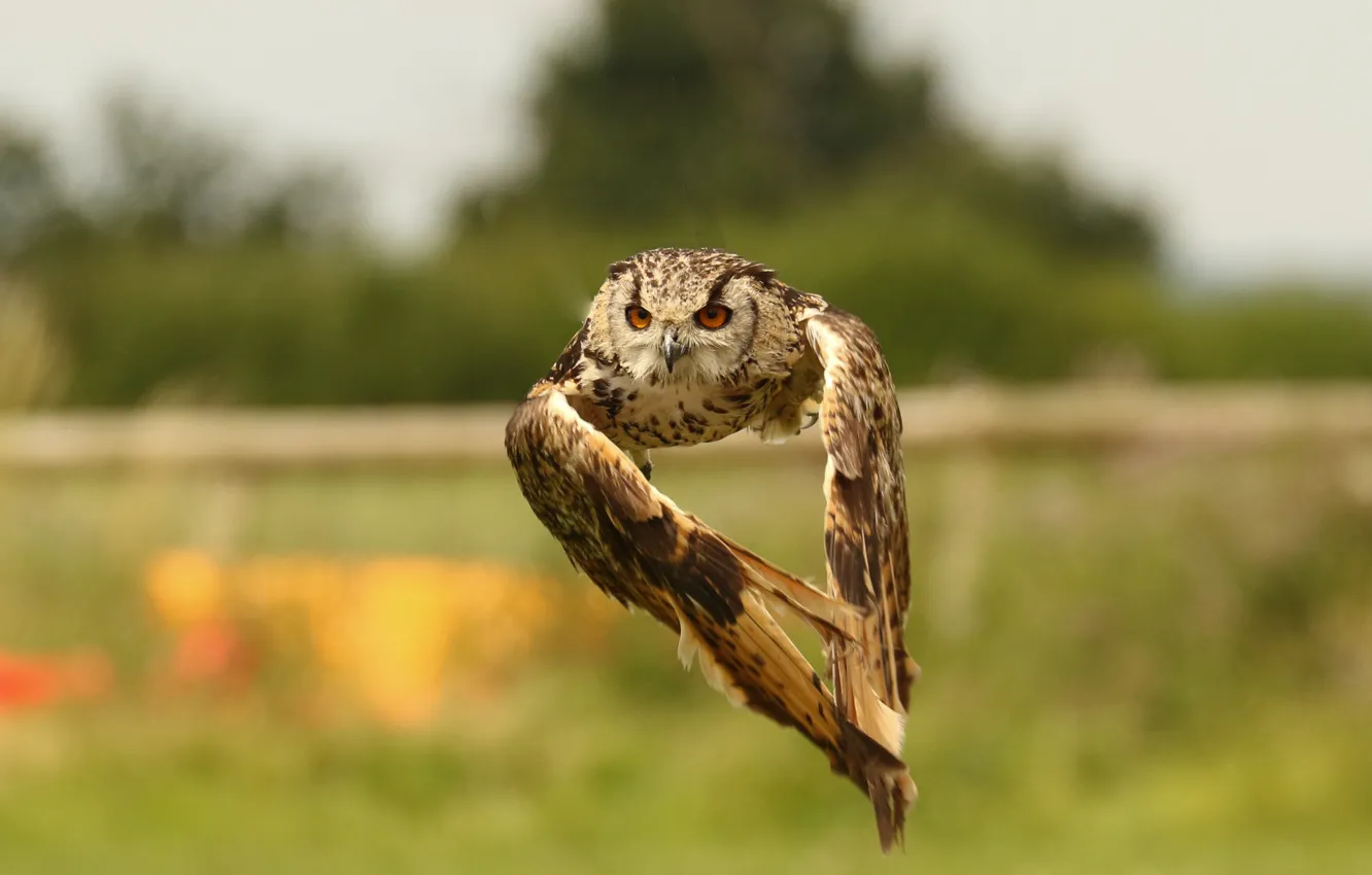 Photo wallpaper flight, nature, owl, bird