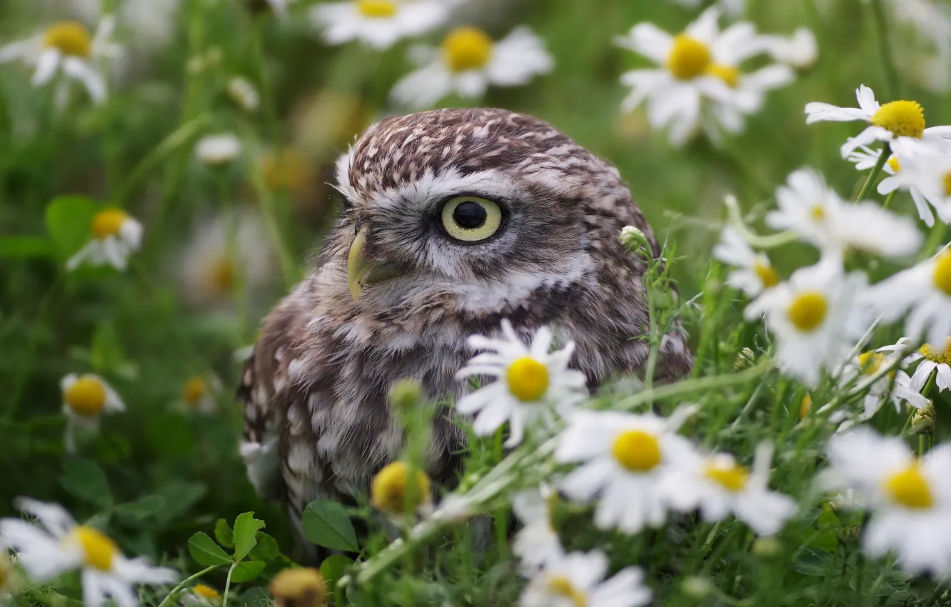 Photo wallpaper summer, look, flowers, owl, bird, chamomile, owl, sychik