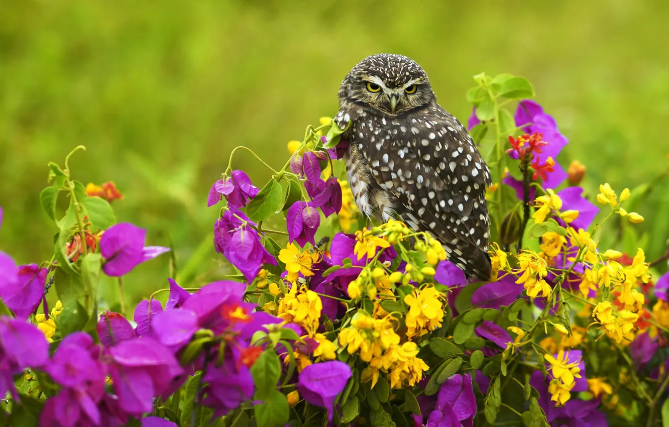 Photo wallpaper summer, flowers, yellow, owl, bird, pink, lilac, owl