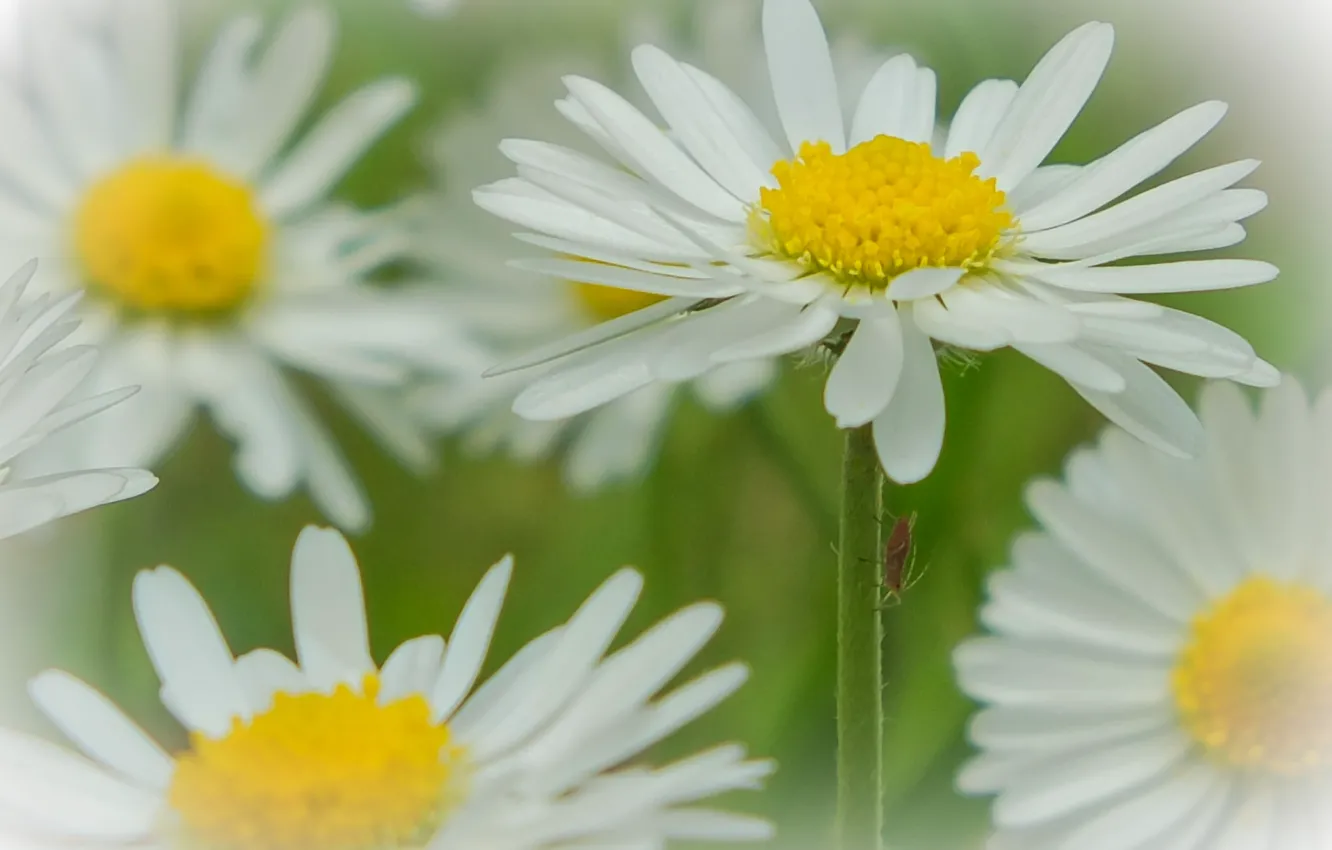 Photo wallpaper macro, chamomile, bokeh