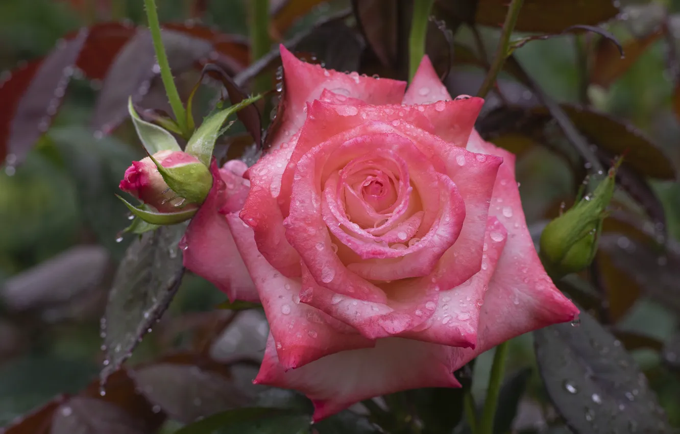 Photo wallpaper drops, pink, rose, buds