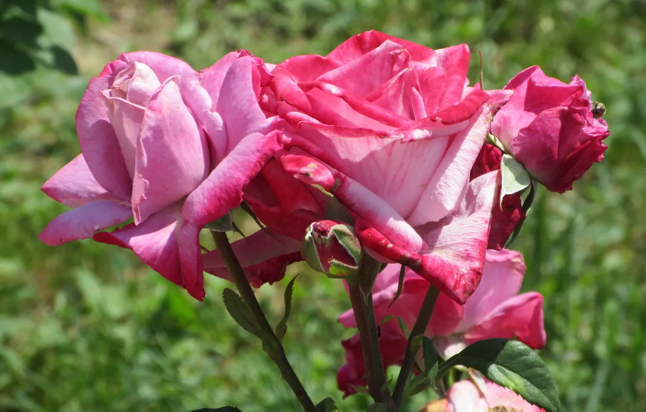 Photo wallpaper Meduzanol ©, Summer 2018, roses, color, flowers