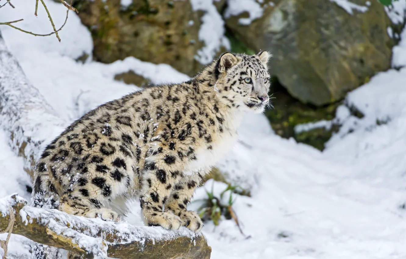 Photo wallpaper winter, cat, snow, kitty, IRBIS, snow leopard, ©Tambako The Jaguar