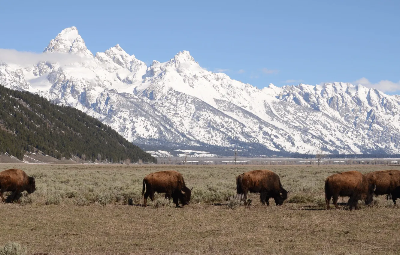 Wallpaper Wyoming, buffalo, bison, teton mountains, jackson hole ...