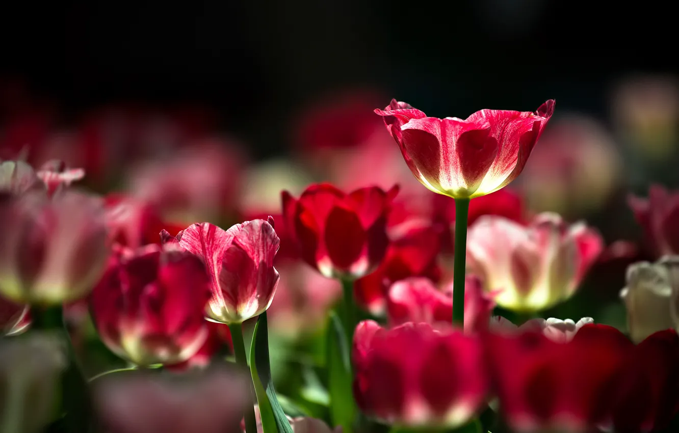 Photo wallpaper nature, spring, petals, tulips