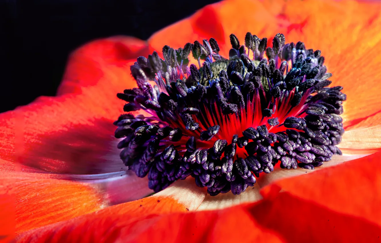 Photo wallpaper flower, petals, anemone