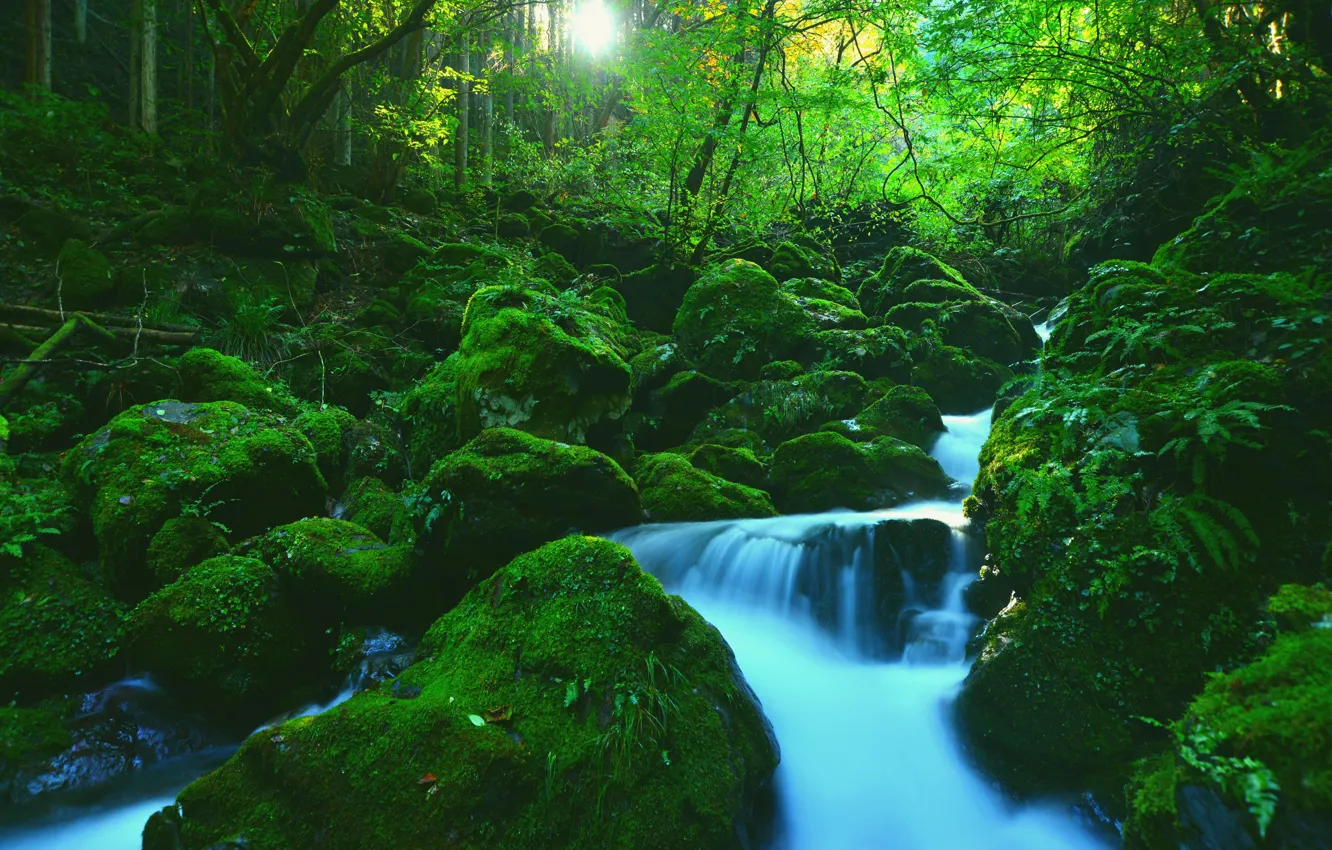 Photo wallpaper greens, forest, leaves, light, trees, branches, stones, waterfall