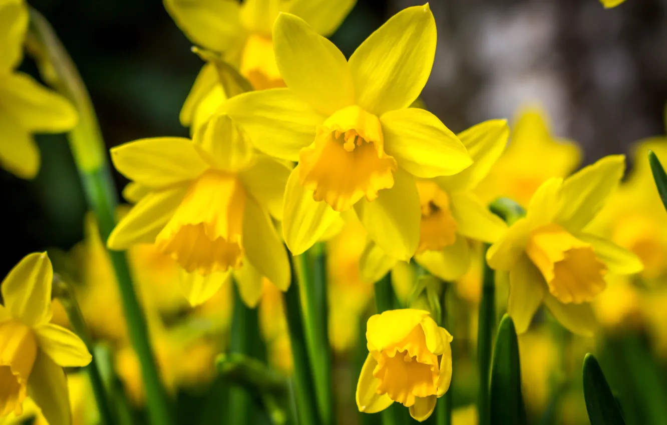 Photo wallpaper macro, yellow, spring, daffodils