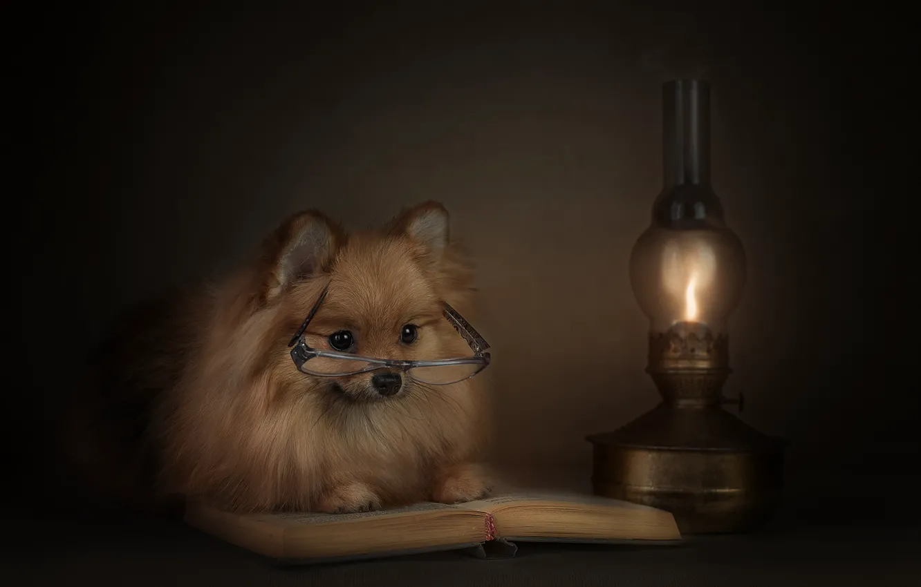 Photo wallpaper animal, lamp, dog, glasses, book, dog, Spitz