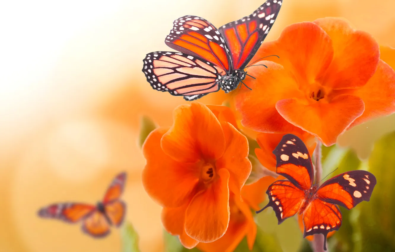 Photo wallpaper flowers, nature, collage, butterfly
