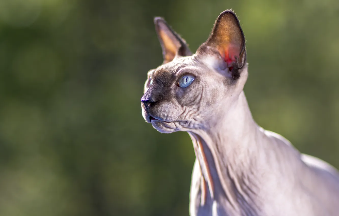 Photo wallpaper eyes, cat, look, background, Koshak, Sphinx