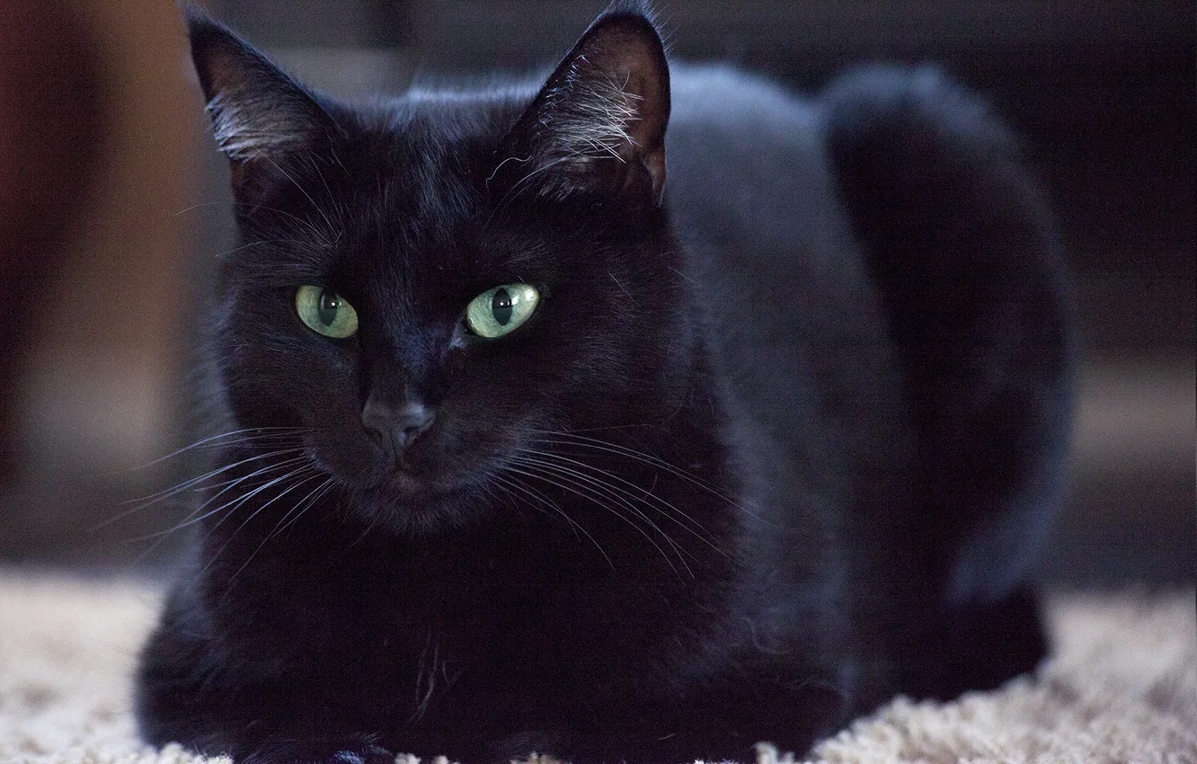 Photo wallpaper cat, eyes, cat, black, wool