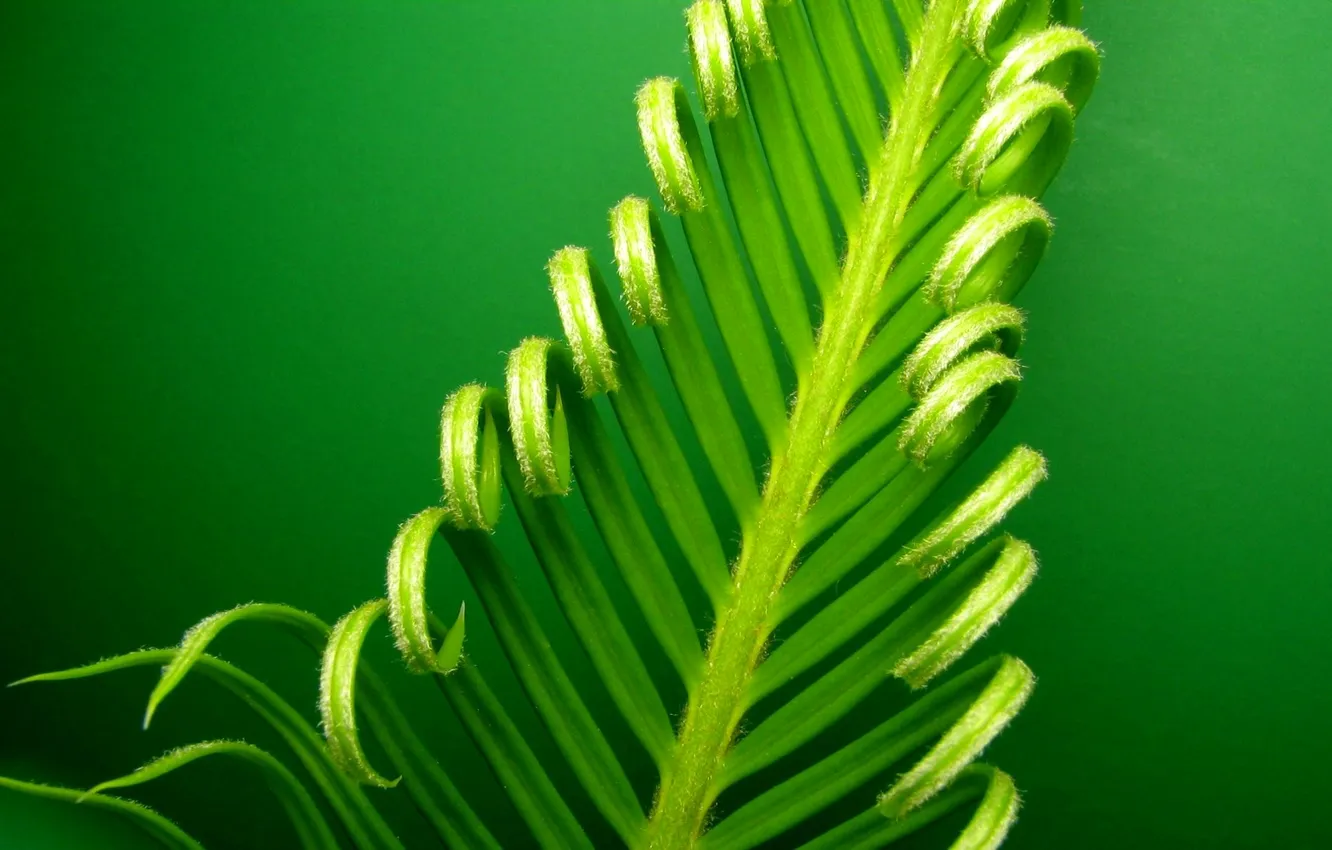 Photo wallpaper leaves, nature, curls