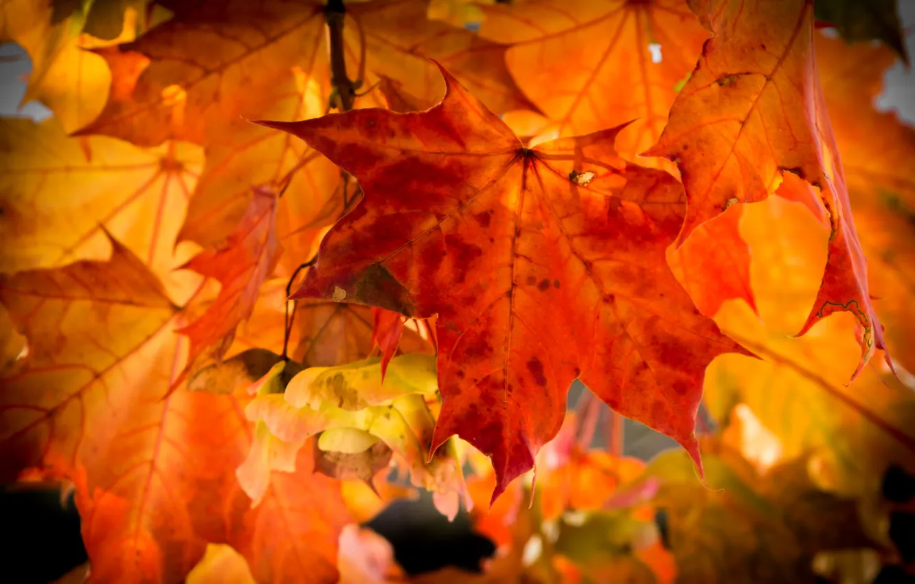 Photo wallpaper autumn, leaves, maple