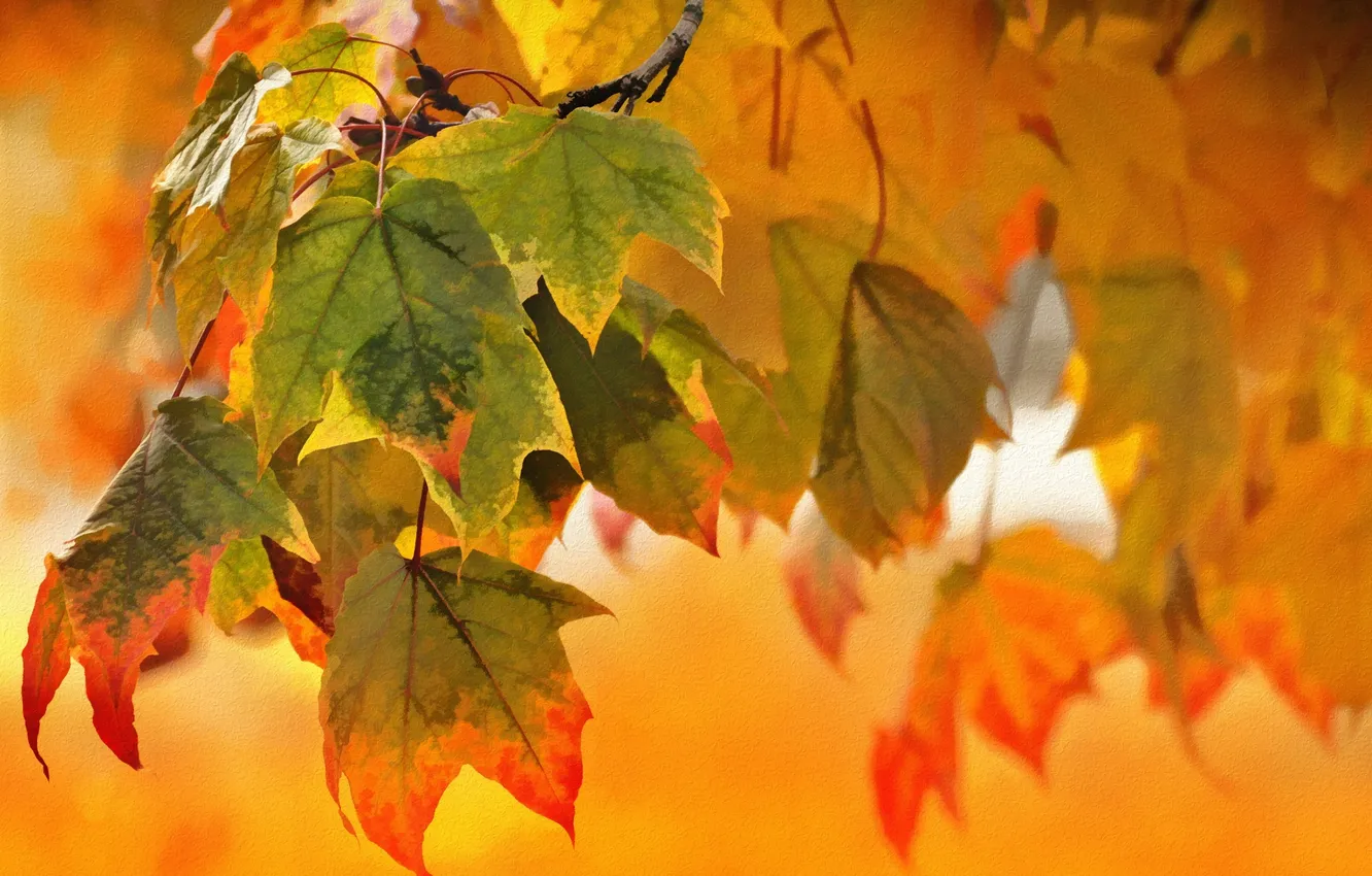 Photo wallpaper autumn, leaves, nature