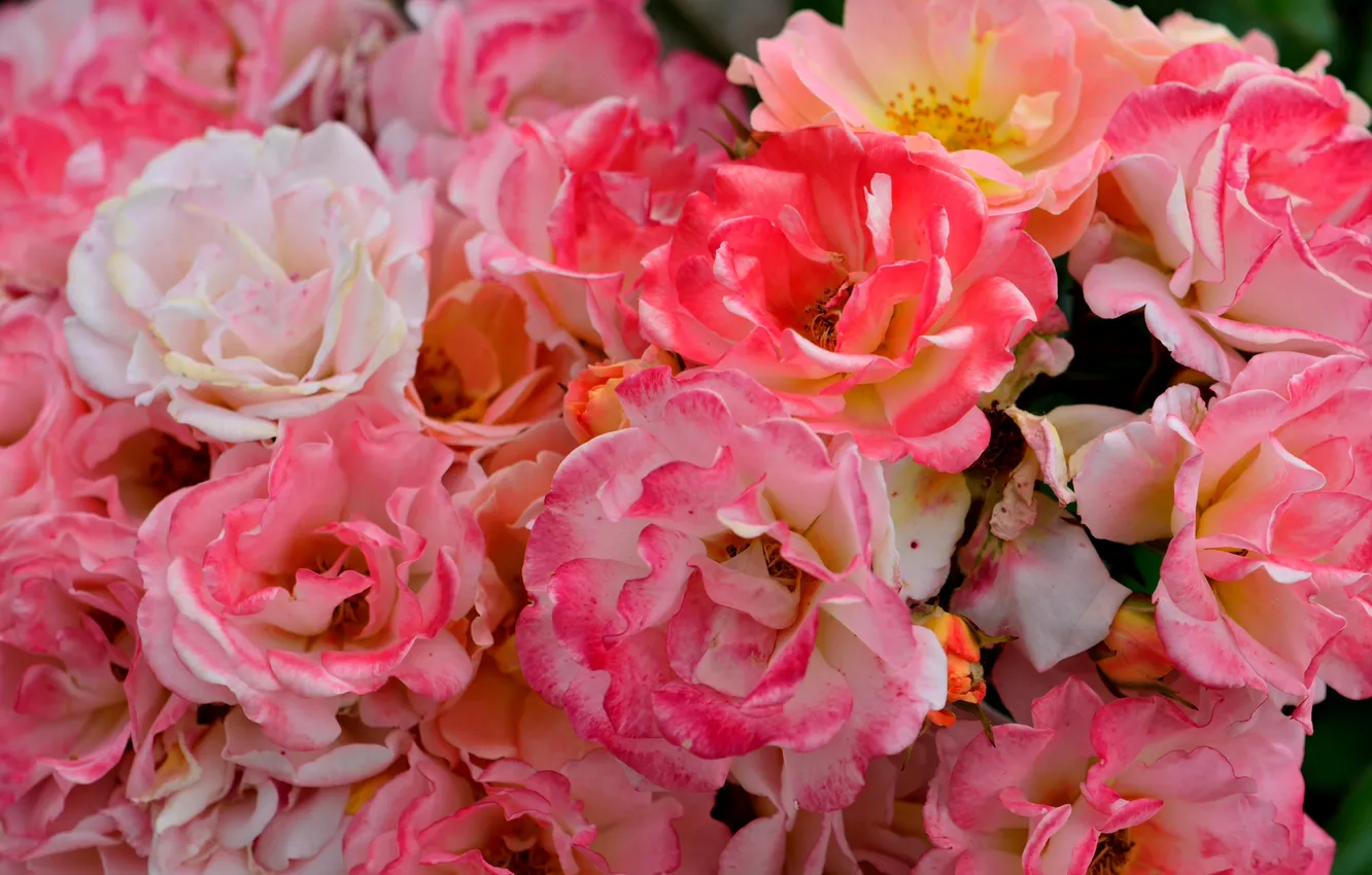 Photo wallpaper flowers, photo, roses, pink, a lot