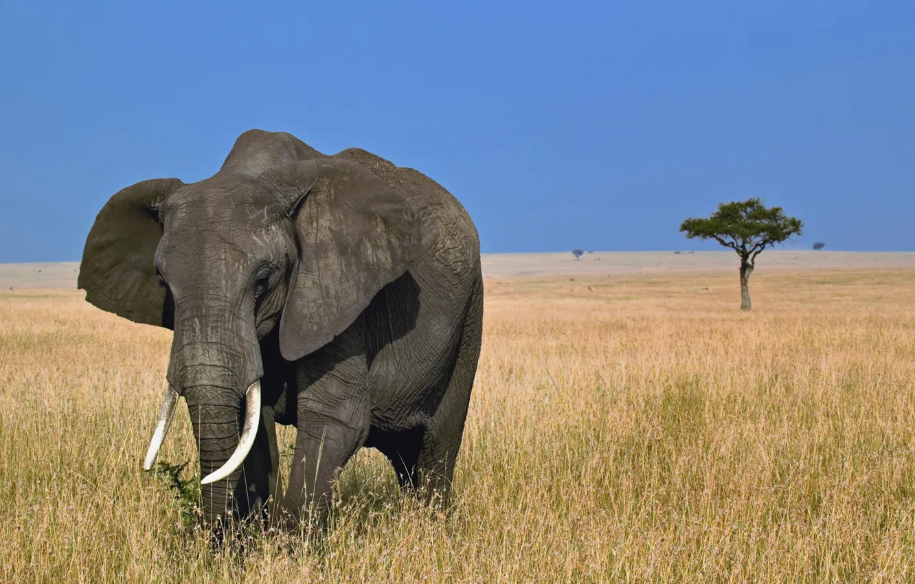 Photo wallpaper elephant, Savannah, Africa