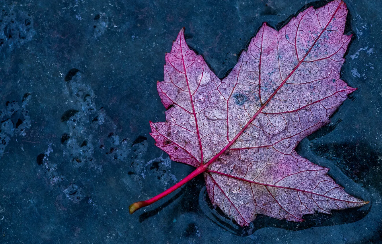 Photo wallpaper autumn, leaves, water, drops