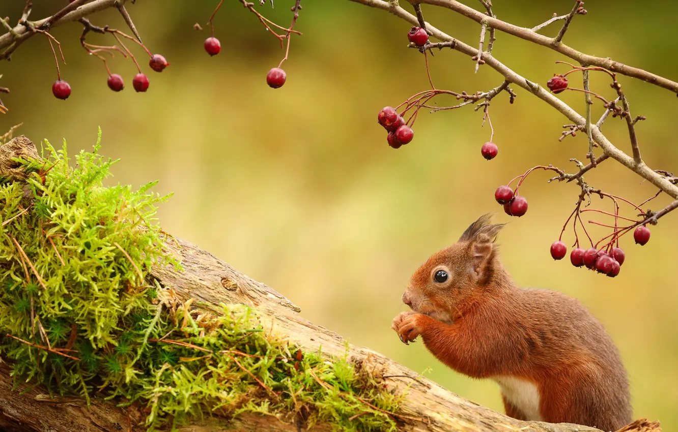 Photo wallpaper berries, sprig, animal, protein
