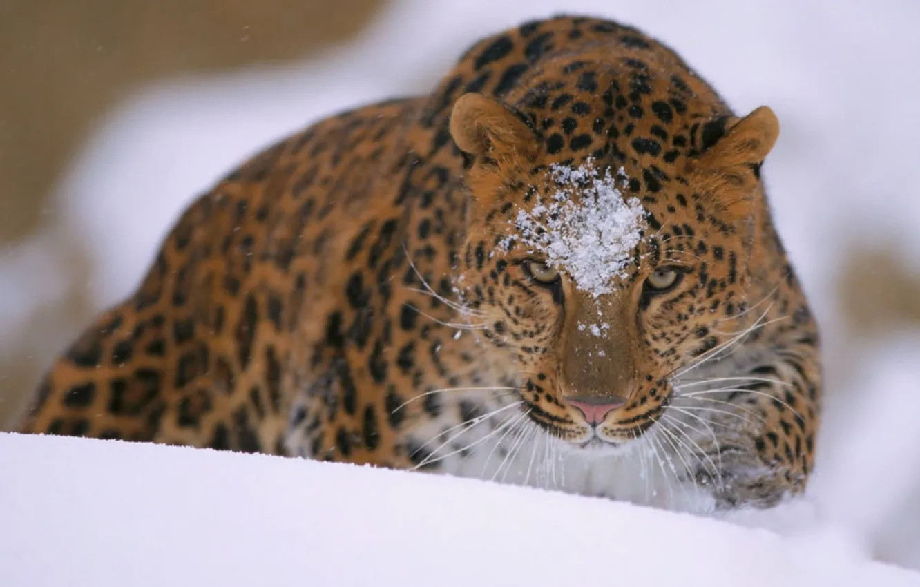 Photo wallpaper animals, snow, leopard (animal), brown and black leopard print textile