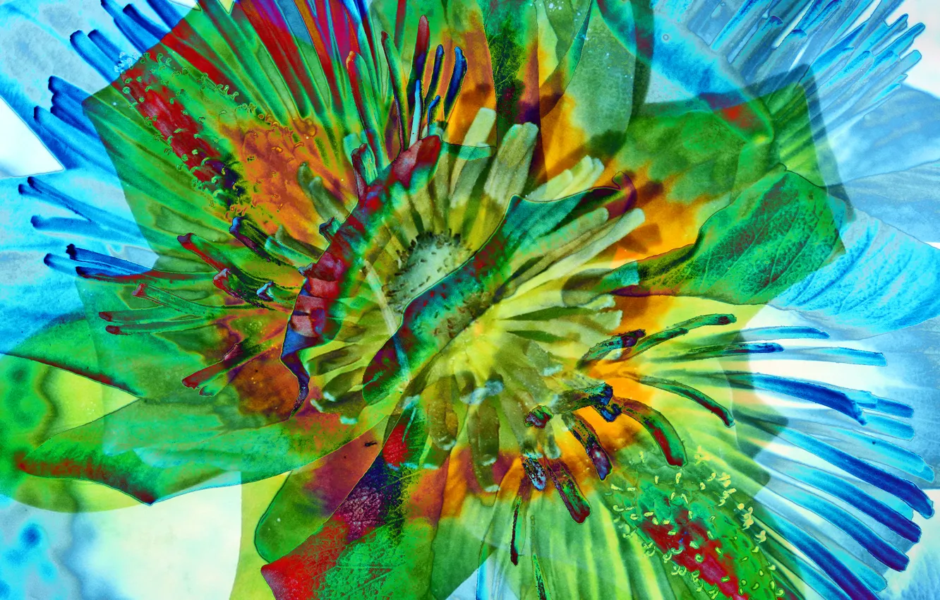 Photo wallpaper line, flowers, paint, petals