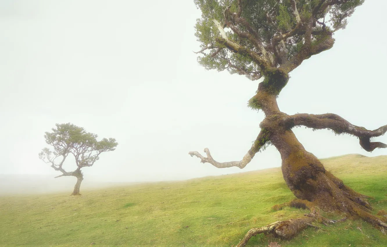 Photo wallpaper trees, fog, figure, trees, fog, figures, Manuel Ponce Luque, Come Back To Me