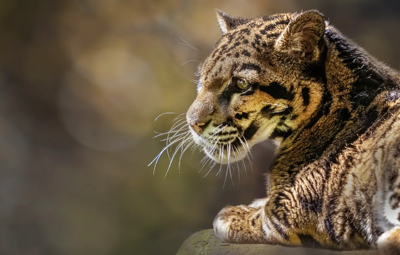 Photo wallpaper look, face, light, portrait, profile, bokeh, clouded leopard