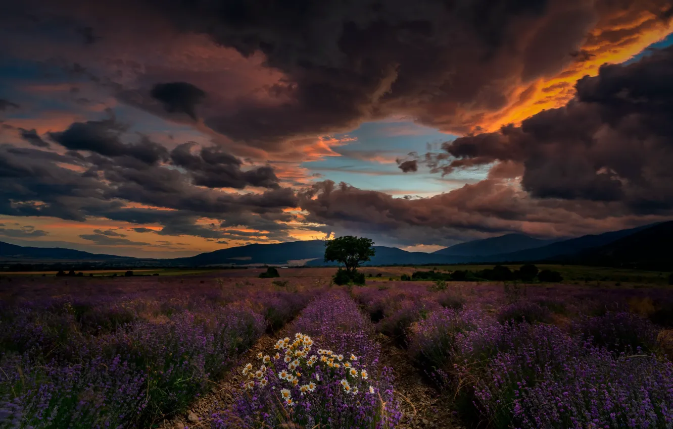 Photo wallpaper field, landscape, flowers, clouds, nature, chamomile, lavender, Bulgaria