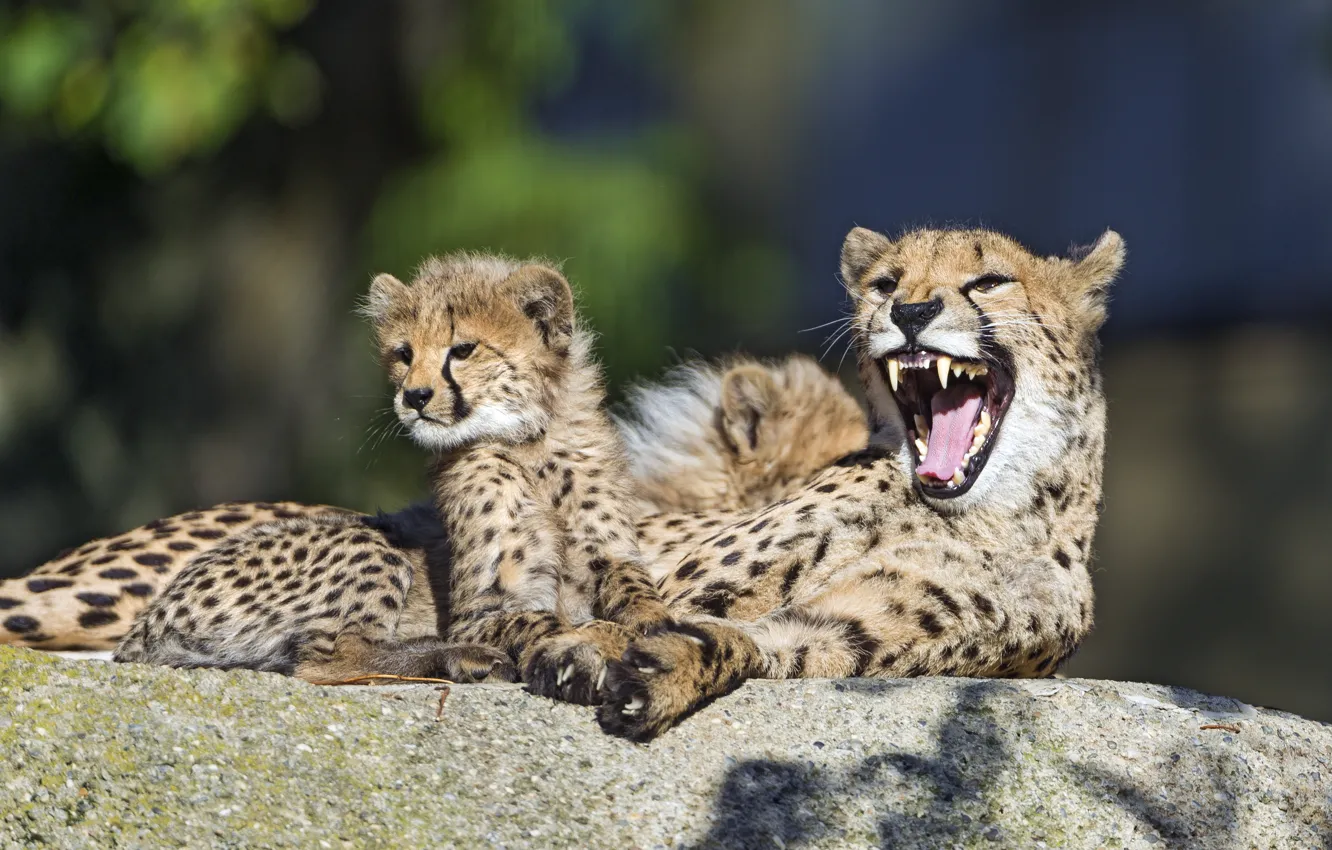 Photo wallpaper cat, family, mouth, Cheetah, cub, kitty, yawns, ©Tambako The Jaguar