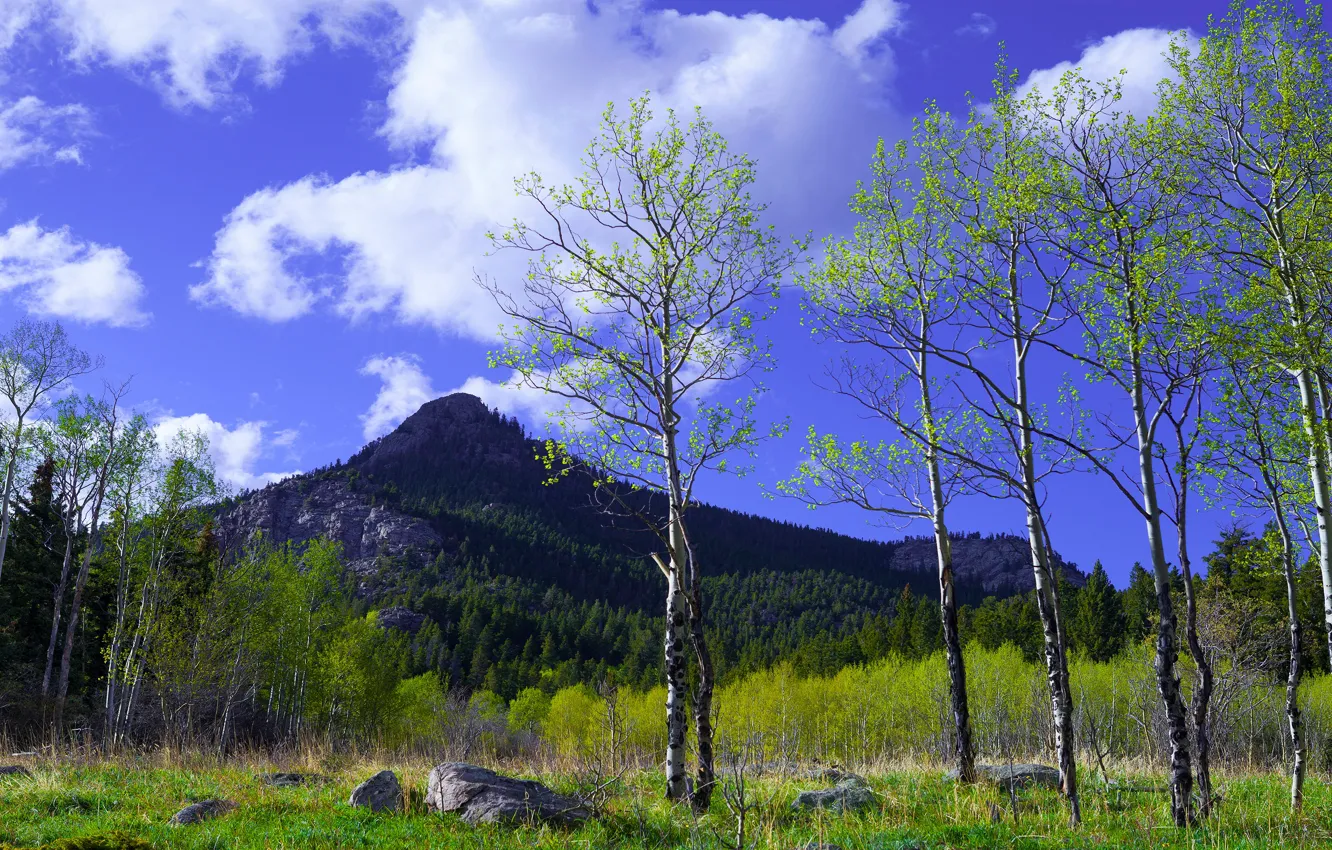 Photo wallpaper greens, forest, the sky, clouds, mountains, blue, foliage, spring