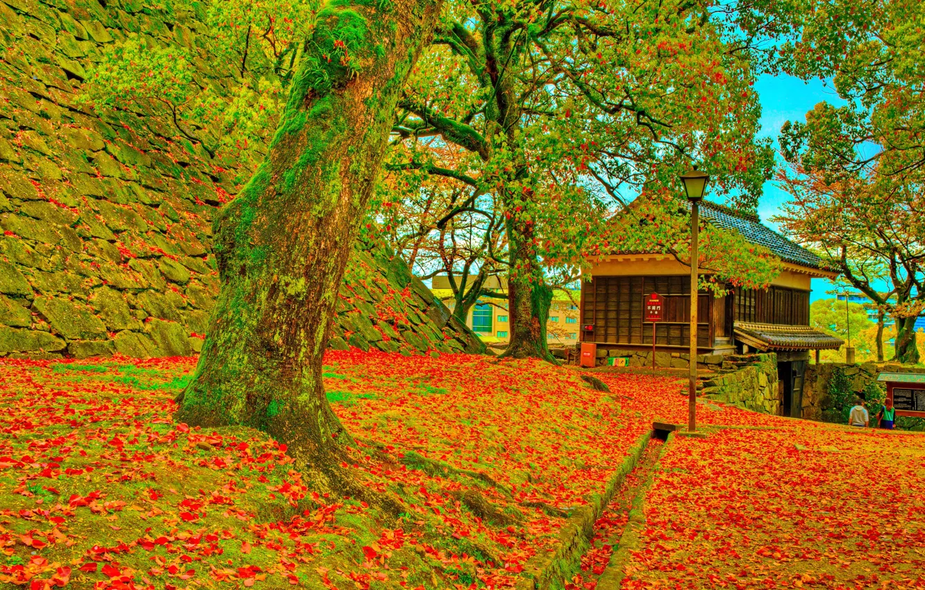 Photo wallpaper autumn, trees, photo, Japan, Kumamoto