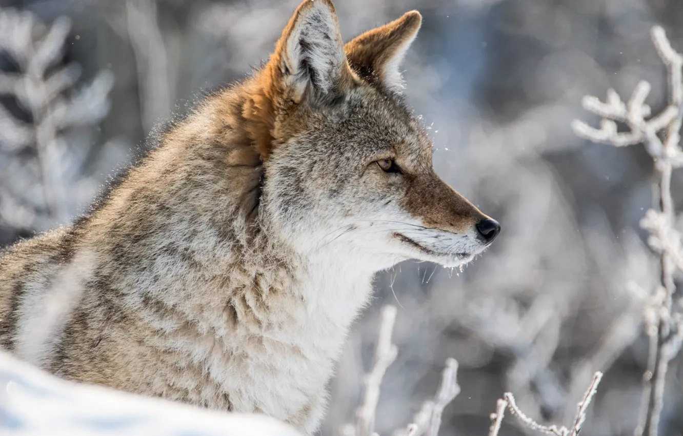 Photo wallpaper winter, snow, portrait, profile, coyote, meadow wolf