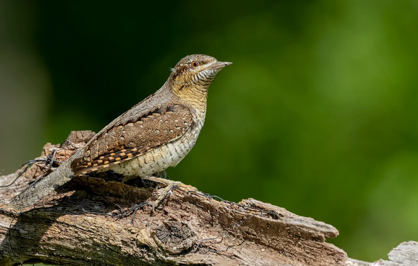 Photo wallpaper bird, snag, the area